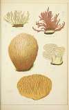 Histoire naturelle des champignons Pl.61