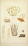 Histoire naturelle des champignons Pl.63