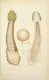 Histoire naturelle des champignons Pl.64