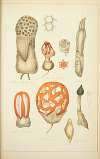 Histoire naturelle des champignons Pl.65