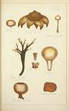 Histoire naturelle des champignons Pl.66