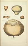Histoire naturelle des champignons Pl.67