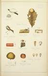 Histoire naturelle des champignons Pl.68