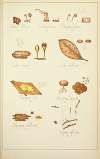 Histoire naturelle des champignons Pl.70