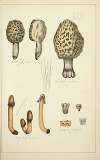 Histoire naturelle des champignons Pl.71