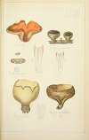 Histoire naturelle des champignons Pl.73