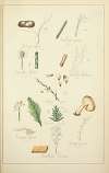 Histoire naturelle des champignons Pl.74
