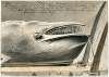Expositie te Le Havre van aangespoelde walvis, 1857