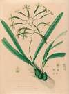 Iconographie des orchidées du Brésil Pl.06