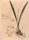 Iconographie des orchidées du Brésil Pl.11