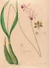 Iconographie des orchidées du Brésil Pl.13