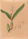 Iconographie des orchidées du Brésil Pl.15