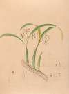 Iconographie des orchidées du Brésil Pl.16
