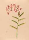 Iconographie des orchidées du Brésil Pl.18