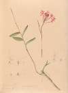 Iconographie des orchidées du Brésil Pl.28