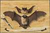 Trompe l’oeil Two bats nailed to a timber wall, knife and quill pen