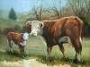 Mom & Baby Herefords