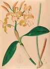 Iconographie des orchidées du Brésil Pl.46