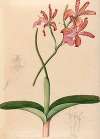 Iconographie des orchidées du Brésil Pl.47