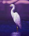 Egret