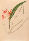 Iconographie des orchidées du Brésil Pl.53