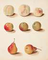 Studie af fersken, æble og pære
