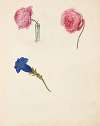 Studie af lyserød rose og blå blomst