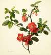 Pyrus japonica (Japanese quince)
