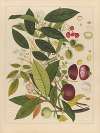 Album of Chinese watercolors of Asian fruits Pl.02