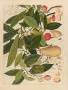Album of Chinese watercolors of Asian fruits Pl.05