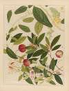 Album of Chinese watercolors of Asian fruits Pl.09