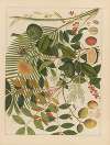 Album of Chinese watercolors of Asian fruits Pl.10