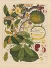 Album of Chinese watercolors of Asian fruits Pl.11