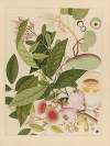 Album of Chinese watercolors of Asian fruits Pl.12