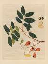 Album of Chinese watercolors of Asian fruits Pl.14