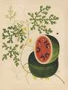 Album of Chinese watercolors of Asian fruits Pl.15