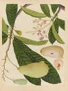 Album of Chinese watercolors of Asian fruits Pl.16
