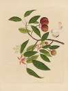 Album of Chinese watercolors of Asian fruits Pl.18