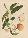 Album of Chinese watercolors of Asian fruits Pl.19