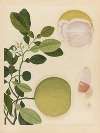 Album of Chinese watercolors of Asian fruits Pl.20