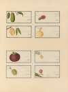 Album of Chinese watercolors of Asian fruits Pl.23