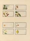 Album of Chinese watercolors of Asian fruits Pl.24