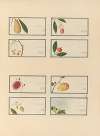 Album of Chinese watercolors of Asian fruits Pl.25