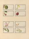 Album of Chinese watercolors of Asian fruits Pl.28