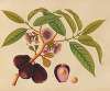 Album of watercolors of Asian fruits and flowers Pl.05