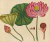 Album of watercolors of Asian fruits and flowers Pl.12