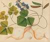 Album of watercolors of Asian fruits and flowers Pl.13
