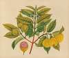 Album of watercolors of Asian fruits and flowers Pl.14