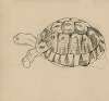 Een schildpad