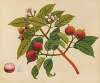 Album of watercolors of Asian fruits and flowers Pl.17